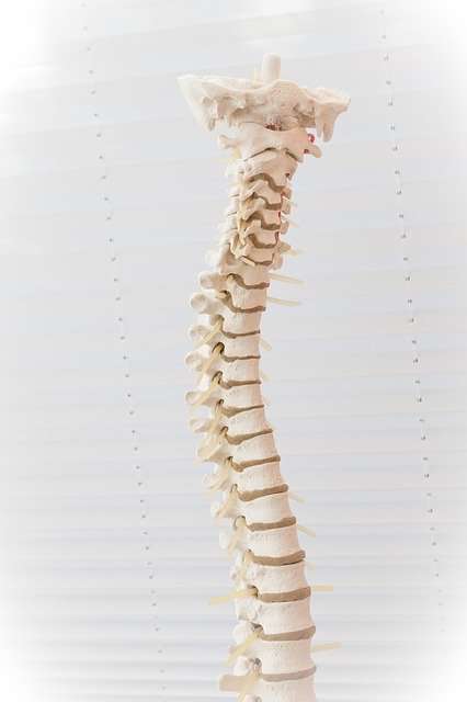 Spine