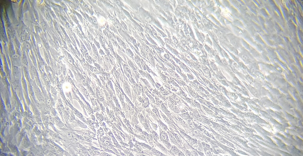 stem-cell-under-microscope