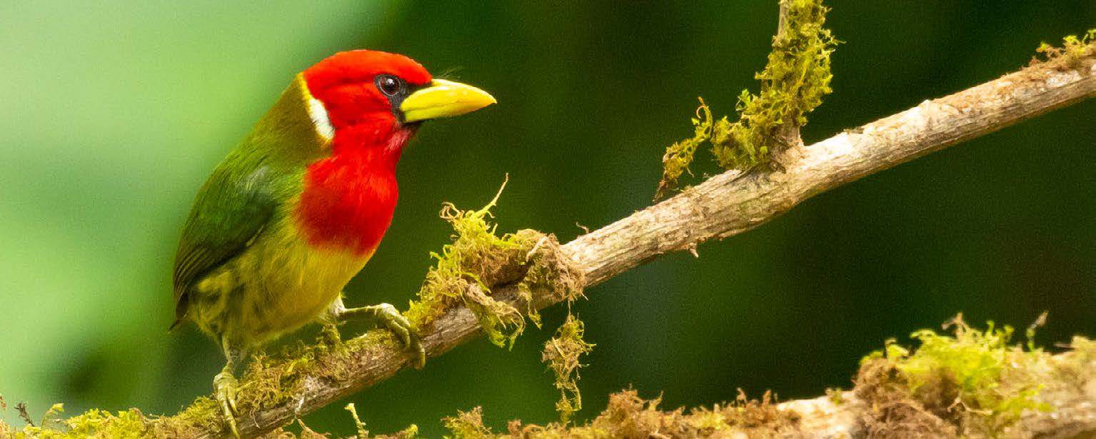 BIRD
Colombia is the most biodiverse country
on earth per square meter. The lush
vegetation, the location, the perfect
weather, and different altitudes make it
the perfect place for flora and fauna to
live. This tour will take you to secret
places to see the most beautiful flying
and singing creatures. Our guide is one of
the best ornithologists in Antioquia.
6 hours approx.
Traditional snacks & coffee.
Local town.
Birding.
Lunch.
WATCHING